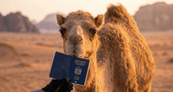 Camel Passport Saudi Arabia